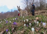 69 Crocus vernus (Crochi primaverili)